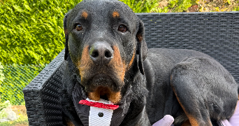 karina pet sitter à EVIAN LES BAINS 74500_4