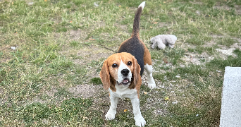 alexia pet sitter à FLEURY LES AUBRAIS 45400_0