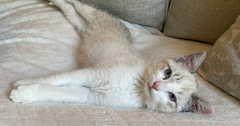 esmana pet sitter à PARIS 17 75017_0