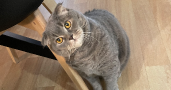 myriam  pet sitter à Cachan 94230_3