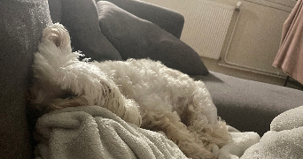 camille pet sitter à BLANQUEFORT 33290_3