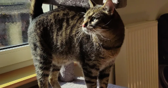 carole pet sitter à SELTZ 67470_3