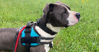 mathilde pet sitter à NANCY 54000_7