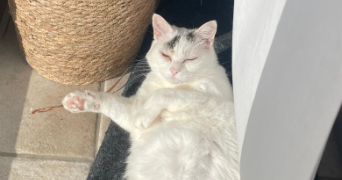 nolwenn pet sitter à AIZENAY 85190_2