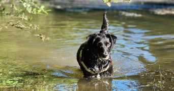 laureanne pet sitter à BALLON ST MARS 72290_3