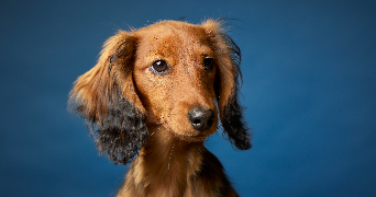 luisa pet sitter à LA CROIX VALMER 83420_2
