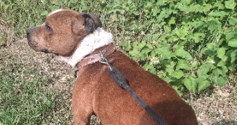 sarah pet sitter à LES FOUGERETS 56200_0
