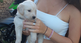 carla pet sitter à LE HAILLAN 33185_3