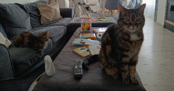 emilie cat sitter à LE HAVRE 76600_4