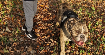 elise pet sitter à LOUVERNE 53950_4