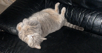 marianna pet sitter à SEUILLET 03260_10