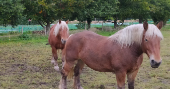 julia pet sitter à CRETEIL 94000_1