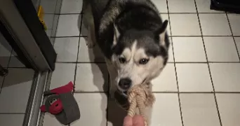 quentin pet sitter à CARVIN 62220