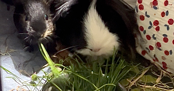 hélène pet sitter à TOULOUSE 31400_5