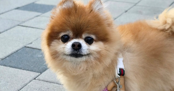 imen pet sitter à RAISMES 59590_1