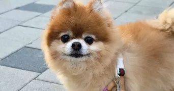 imen pet sitter à RAISMES 59590