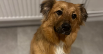 marylou pet sitter à ERNOLSHEIM BRUCHE 67120_1