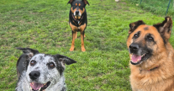 julie pet sitter à CHANTONNAY 85110_1