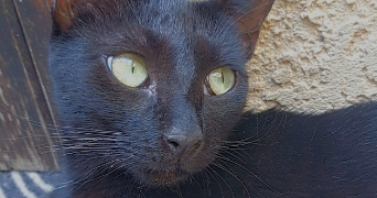 oumeima pet sitter à PAU 64000_3