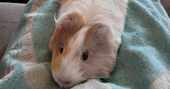 carole pet sitter à MARMANDE 47200_3