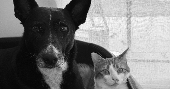 alisson dog sitter à OLONZAC 34210_0