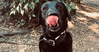chloë pet sitter à LA SEYNE SUR MER 83500_3