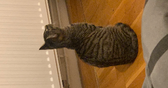 clara pet sitter à PLAISIR 78370_6