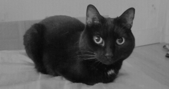 kévin pet sitter à VER SUR MER 14114_2