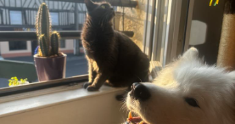 sarah pet sitter à CAMPAGNE LES BOULONNAIS 62650_3