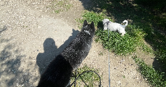 mathilde pet sitter à CHATEAURENARD 13160_4