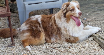 marlene pet sitter à AUNEAU BLEURY ST SYMPHORIEN 28700_95