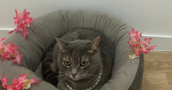 khadydia cat sitter à BOULOGNE BILLANCOURT 92100_8