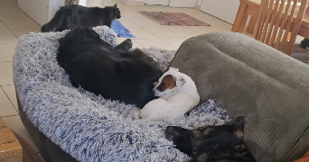 lauriane pet sitter à ST PARGOIRE 34230_3
