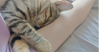 flora pet sitter à ST MARTIN D HERES 38400_1
