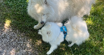 alice pet sitter à Hauts de Bienne 39400_1
