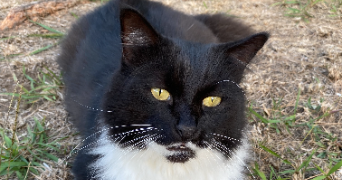 Vaina pet sitter à Strasbourg 67000_1