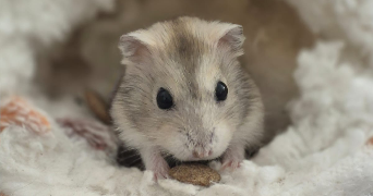 audrey pet sitter à DOUVRES LA DELIVRANDE 14440_4