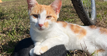 inès pet sitter à LE MANS 72000_6