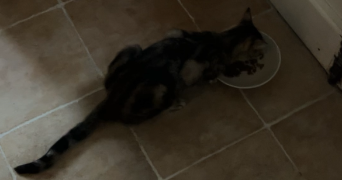 mathis pet sitter à LEZAN 30350_1