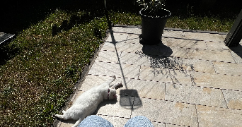 eva pet sitter à BOUCHAIN 59111_3