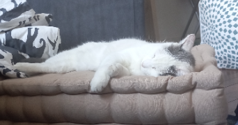 lorraine pet sitter à ANGERS 49000_1