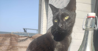 alicia pet sitter à TOURCOING 59200_1