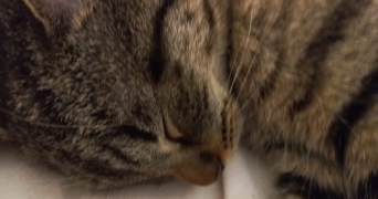 dounia pet sitter à GENNEVILLIERS 92230_0