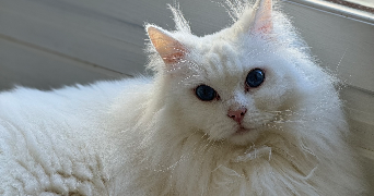 stephanie pet sitter à MARSEILLE 13 13013_5