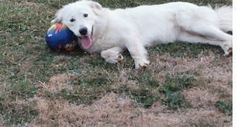 alexandra pet sitter à ST ARMOU 64160_1