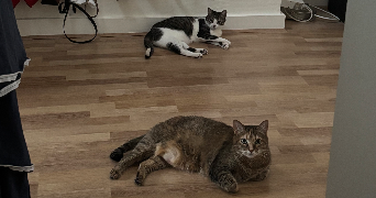 louis et jéromine  pet sitter à PARIS 10 75010_8