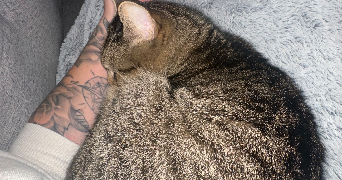 mélissa pet sitter à QUIMPERLE 29300_2