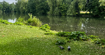 assya pet sitter à STRASBOURG 67200_2