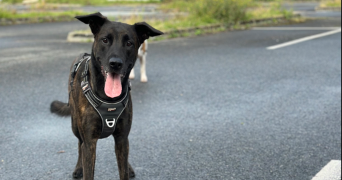 raphael pet sitter à Gennevilliers 92230_5