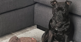 sophie pet sitter à LA FRETTE SUR SEINE 95530_1